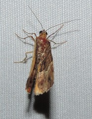 Chrysolarentia vicissata