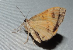 Chrysolarentia vicissata