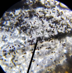 Phlyctidosporae