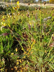 Diuris septentrionalis