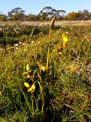 Diuris septentrionalis