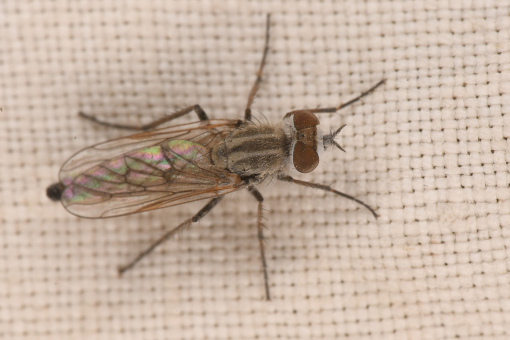 Acrosathe vialis
