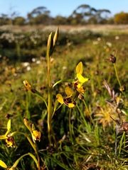 Diuris septentrionalis