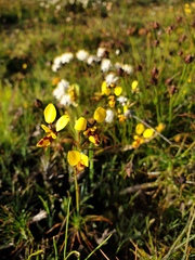 Diuris septentrionalis