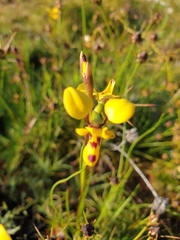 Diuris septentrionalis