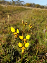 Diuris septentrionalis