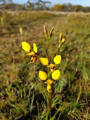 Diuris septentrionalis