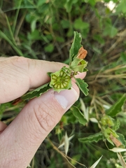 Malvastrum aurantiacum