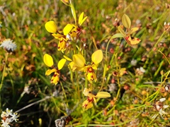 Diuris septentrionalis