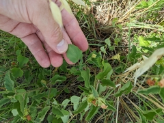 Malvastrum aurantiacum