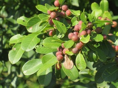 Bridelia cathartica