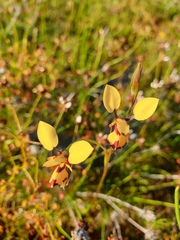 Diuris septentrionalis