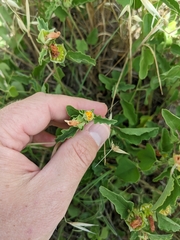 Malvastrum aurantiacum