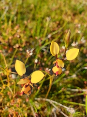 Diuris septentrionalis
