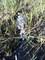 Penstemon angustifolius