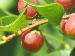 Bridelia cathartica
