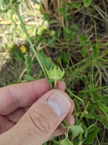 Image of Malvastrum aurantiacum by (c) Cleveland Powell, some rights reserved (CC BY)