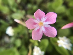 Phlox adsurgens
