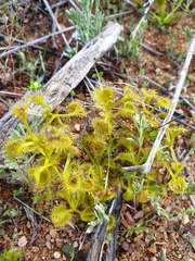 Drosera rupicola