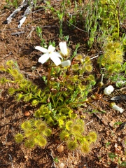 Drosera rupicola