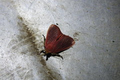 Arctioblepsis rubida