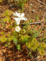 Drosera rupicola