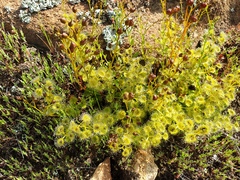 Drosera rupicola