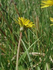 Taraxacum vindobonense