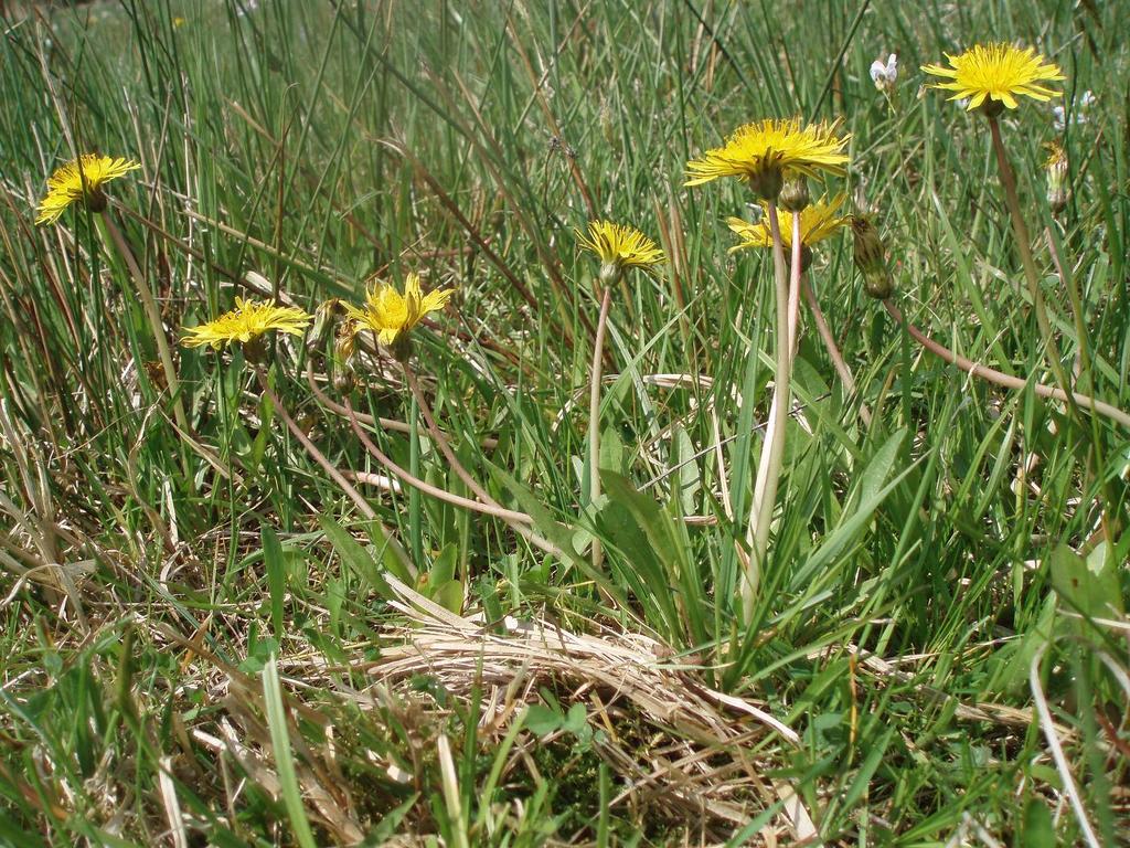 Dandelion