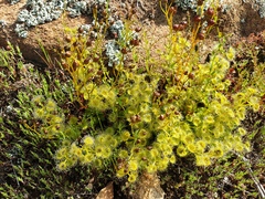Drosera rupicola