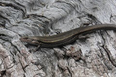 Pseudemoia entrecasteauxii