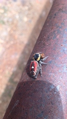 Phidippus cruentus