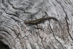 Pseudemoia entrecasteauxii