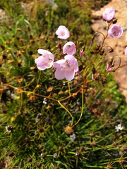 Drosera eremaea