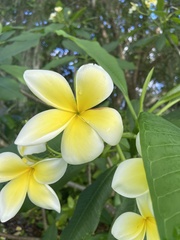 Plumeria acuminata