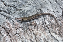 Pseudemoia entrecasteauxii