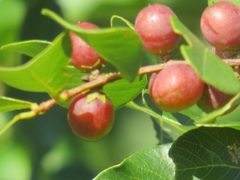 Bridelia cathartica