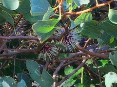 Hakea petiolaris