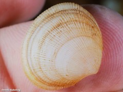 Ctena decussata