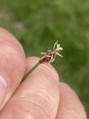 Eleocharis uniglumis