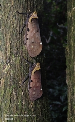 Penthicodes atomaria