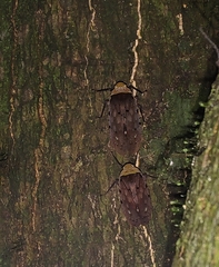 Penthicodes atomaria