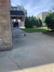 Marmota monax