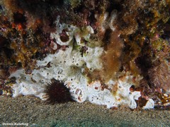 Lissoclinum perforatum