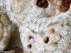 Lissoclinum perforatum