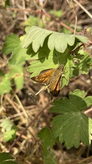 Ochlodes sylvanus