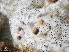 Lissoclinum perforatum