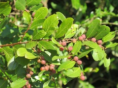 Bridelia cathartica