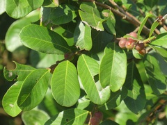 Bridelia cathartica