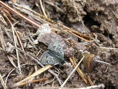 Metaxmeste phrygialis